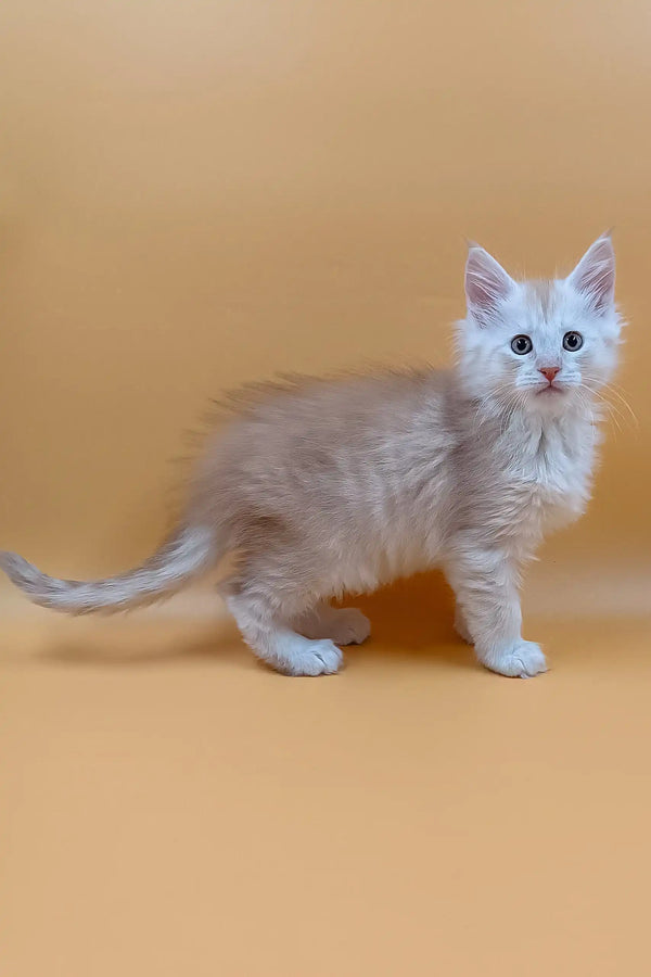 Fluffy light orange Maine Coon kitten named Barrow looking adorable and playful
