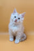 Fluffy white Maine Coon kitten named Barrow with striking blue eyes