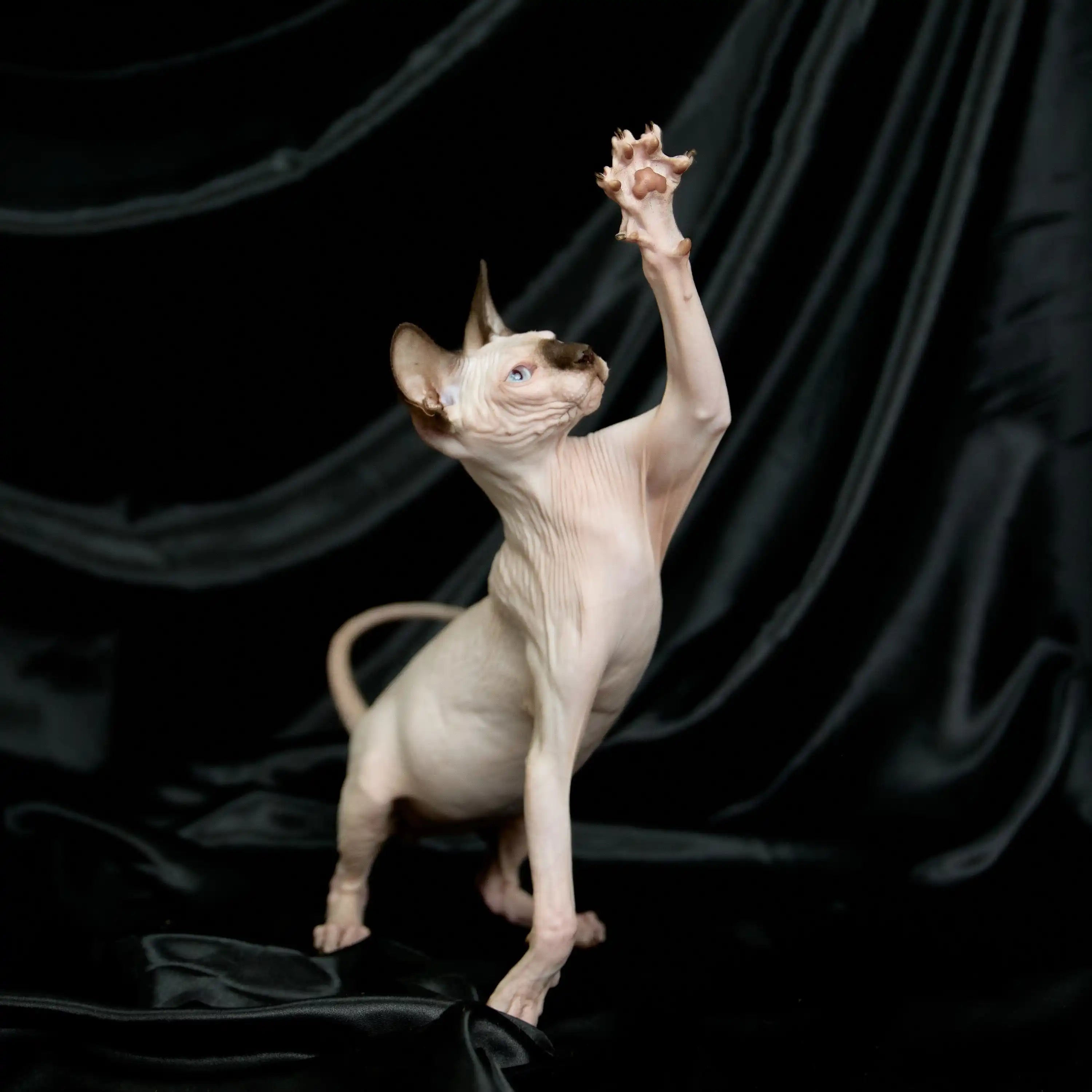 AVADA - Best Sellers Barry | Sphynx Kitten | Adopted