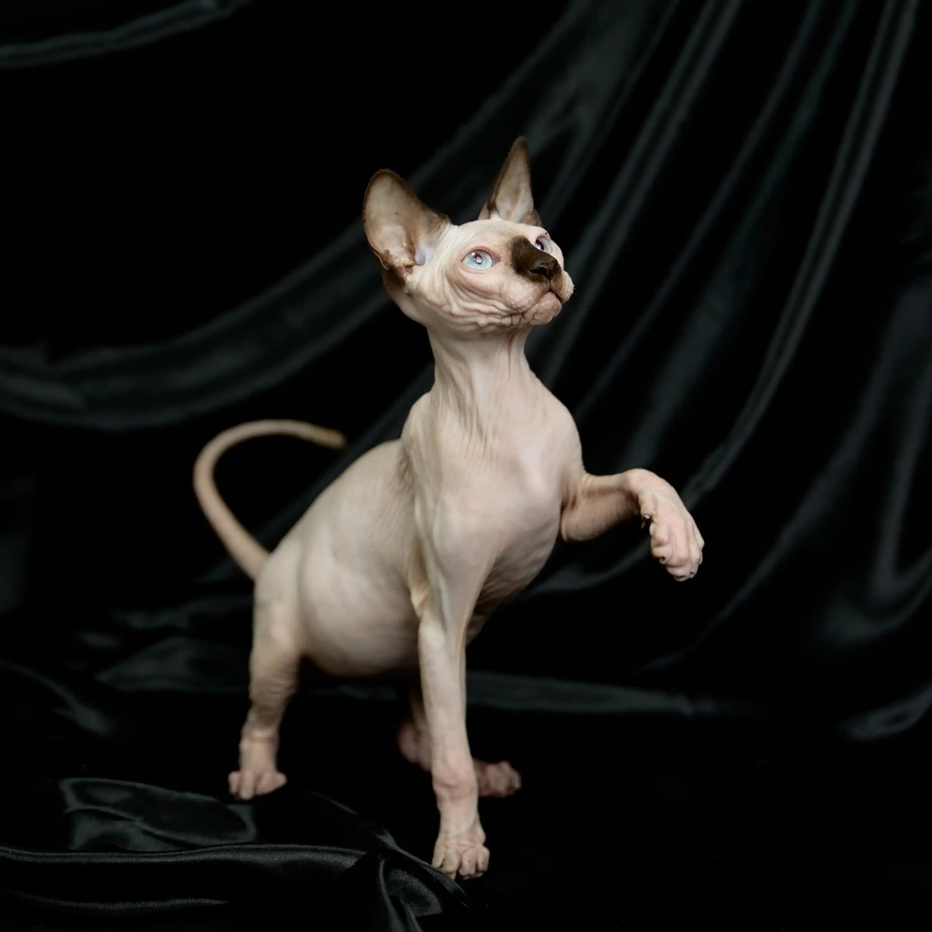 AVADA - Best Sellers Barry | Sphynx Kitten | Adopted