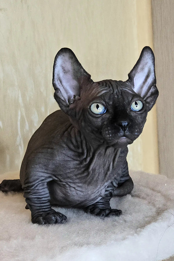 Bars | bambino sphynx kitten