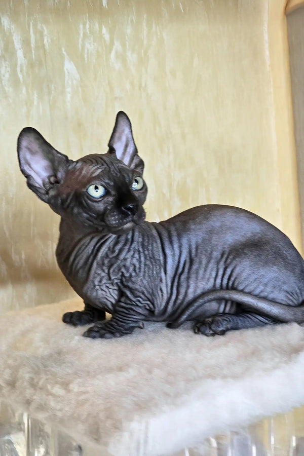 Bars | bambino sphynx kitten