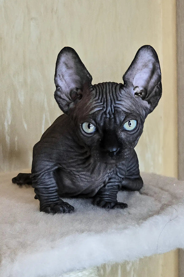 Bars | bambino sphynx kitten