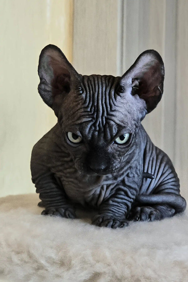 Bars | bambino sphynx kitten