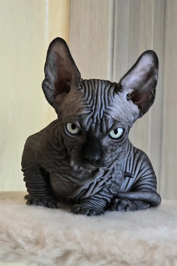 Bars | bambino sphynx kitten