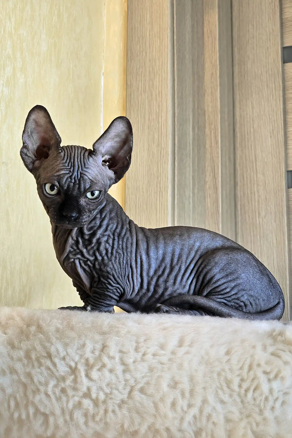 Bars | bambino sphynx kitten