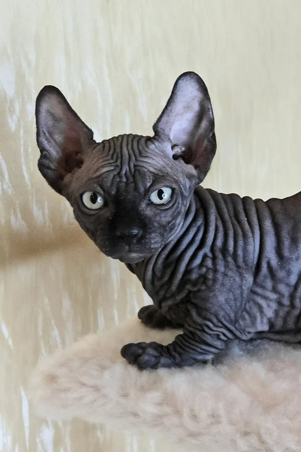 Bars | bambino sphynx kitten