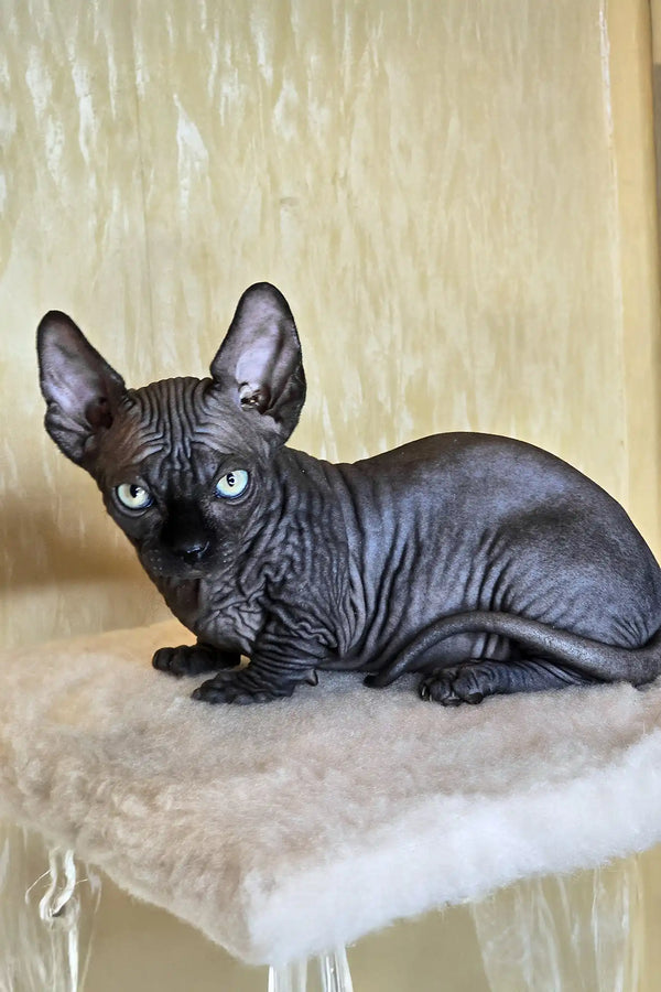 Bars | bambino sphynx kitten