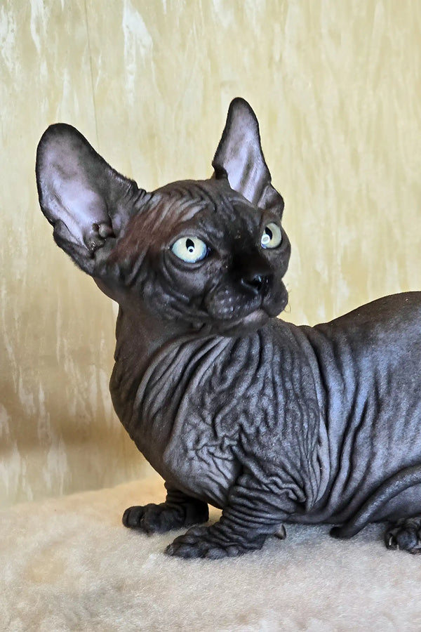 Bars | bambino sphynx kitten