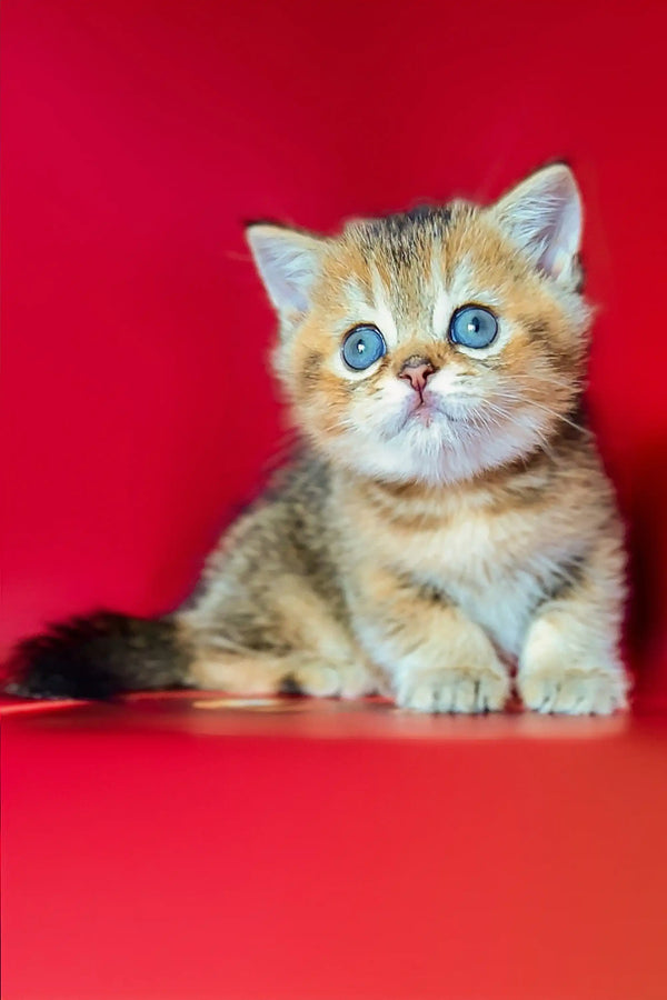 Adorable Scottish Straight kitten with bright blue eyes and tabby fur from Bars Scottish Straight