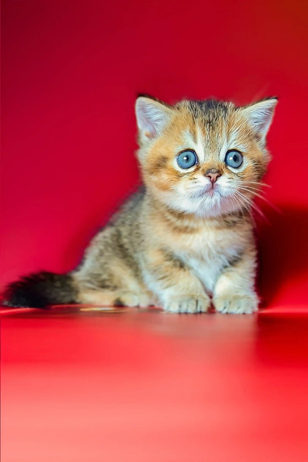 Adorable Scottish Straight kitten with bright blue eyes for Bars Scottish Straight