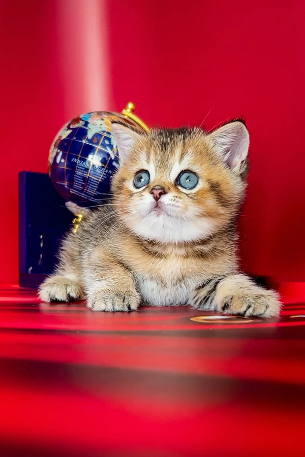 Adorable Scottish Straight kitten with blue eyes balancing a tiny blue globe on its head