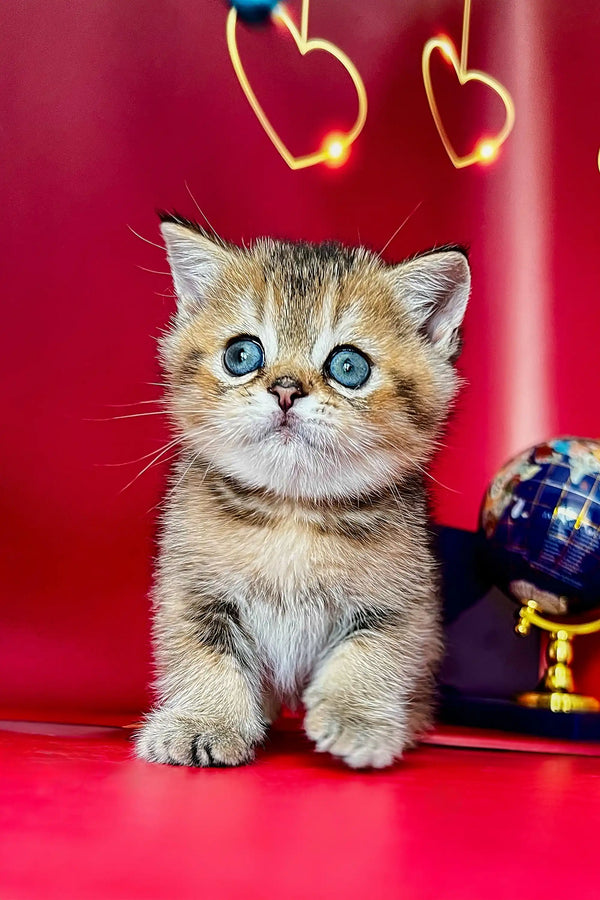 Adorable Scottish Straight kitten with big blue eyes sitting upright in Bars Scottish Straight