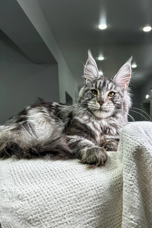 Maine Coon kitten Barsa lounging on soft textured fabric surface