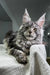 Maine Coon Kitten Barsa lounging on textured fabric with cute ear tufts and fluffy fur