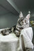 Maine Coon kitten Barsa lounging with fluffy fur and tufty ears on a soft white surface