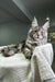 Maine Coon kitten with fluffy fur and cute ear tufts lounging on a white blanket