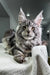 Silver tabby Maine Coon kitten Barsa with fluffy coat and cute ear tufts