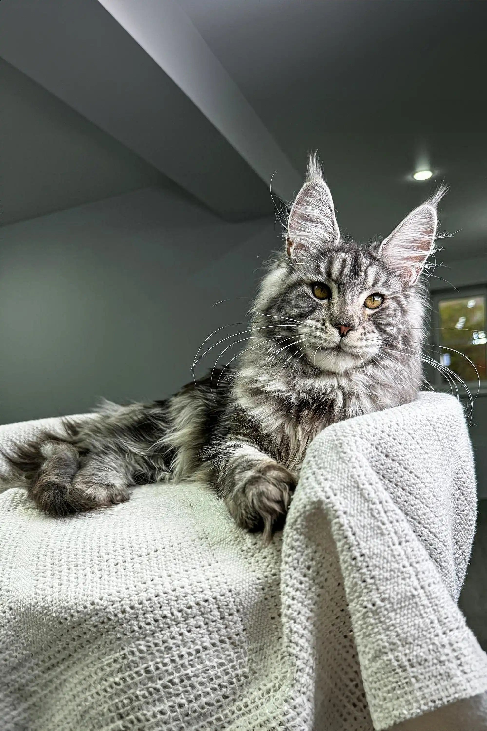Maine Coon Kittens for Sale Barsa | Kitten