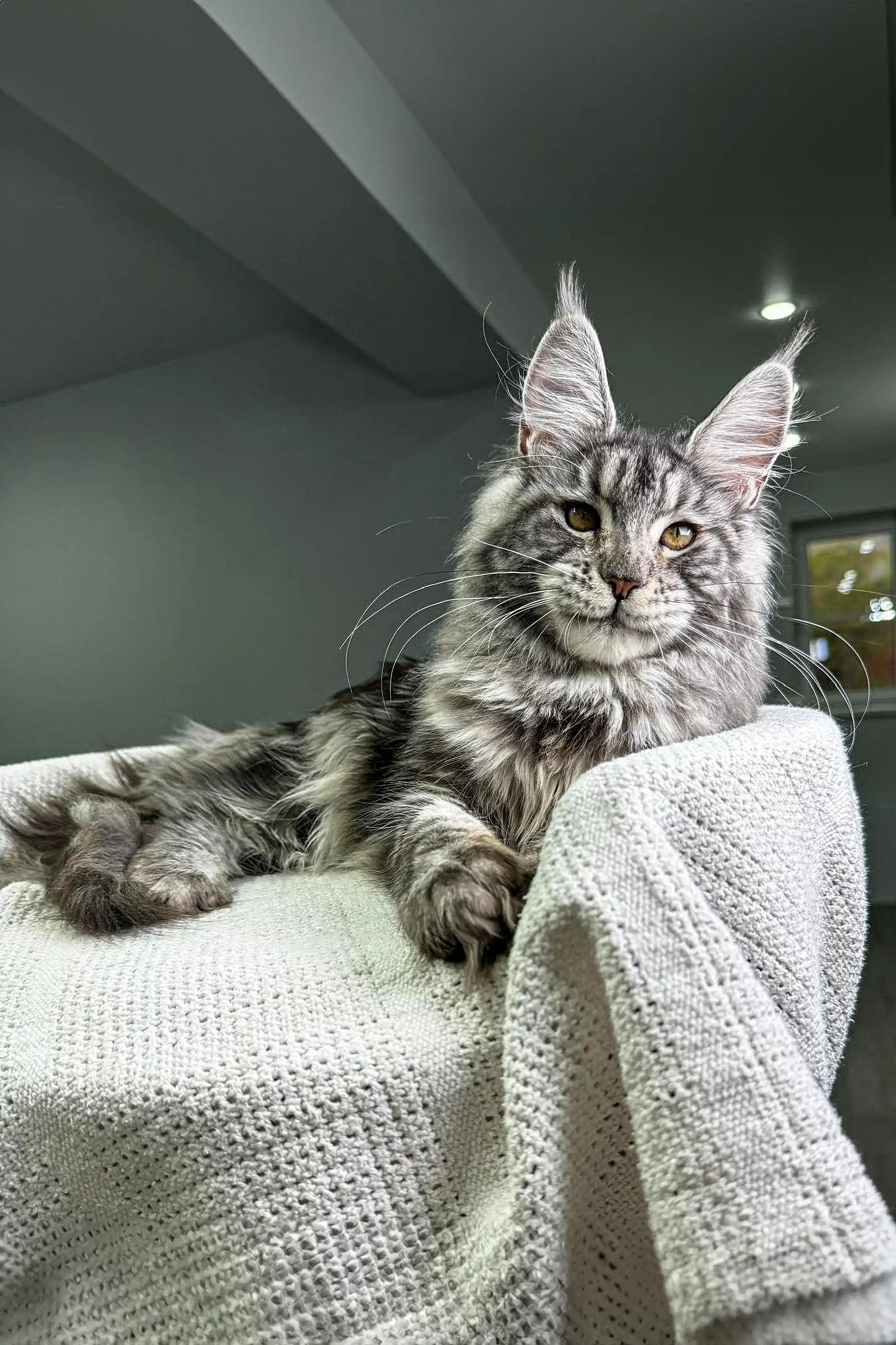 Maine Coon Kittens for Sale Barsa | Kitten