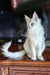 Fluffy white Maine Coon kitten named Basel, perfect for adorable pet lovers