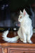 Silver Maine Coon cat from the Basel Maine Coon Kitten collection, adorable and fluffy