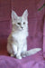 Cute Silver Maine Coon kitten featured in the Basel Maine Coon Kitten product