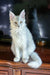 Adorable Silver Maine Coon kitten from the product Basel | Maine Coon Kitten