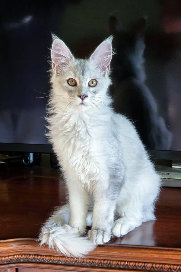 Adorable Silver Maine Coon kitten from the Basel collection, perfect for cat lovers