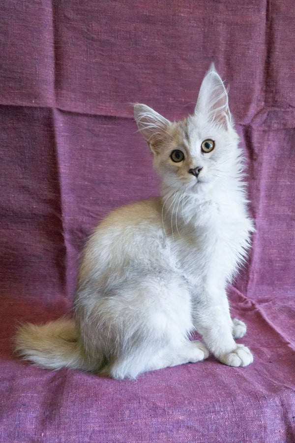 Adorable Silver Tabby Kitten from Basel | Maine Coon Kitten collection