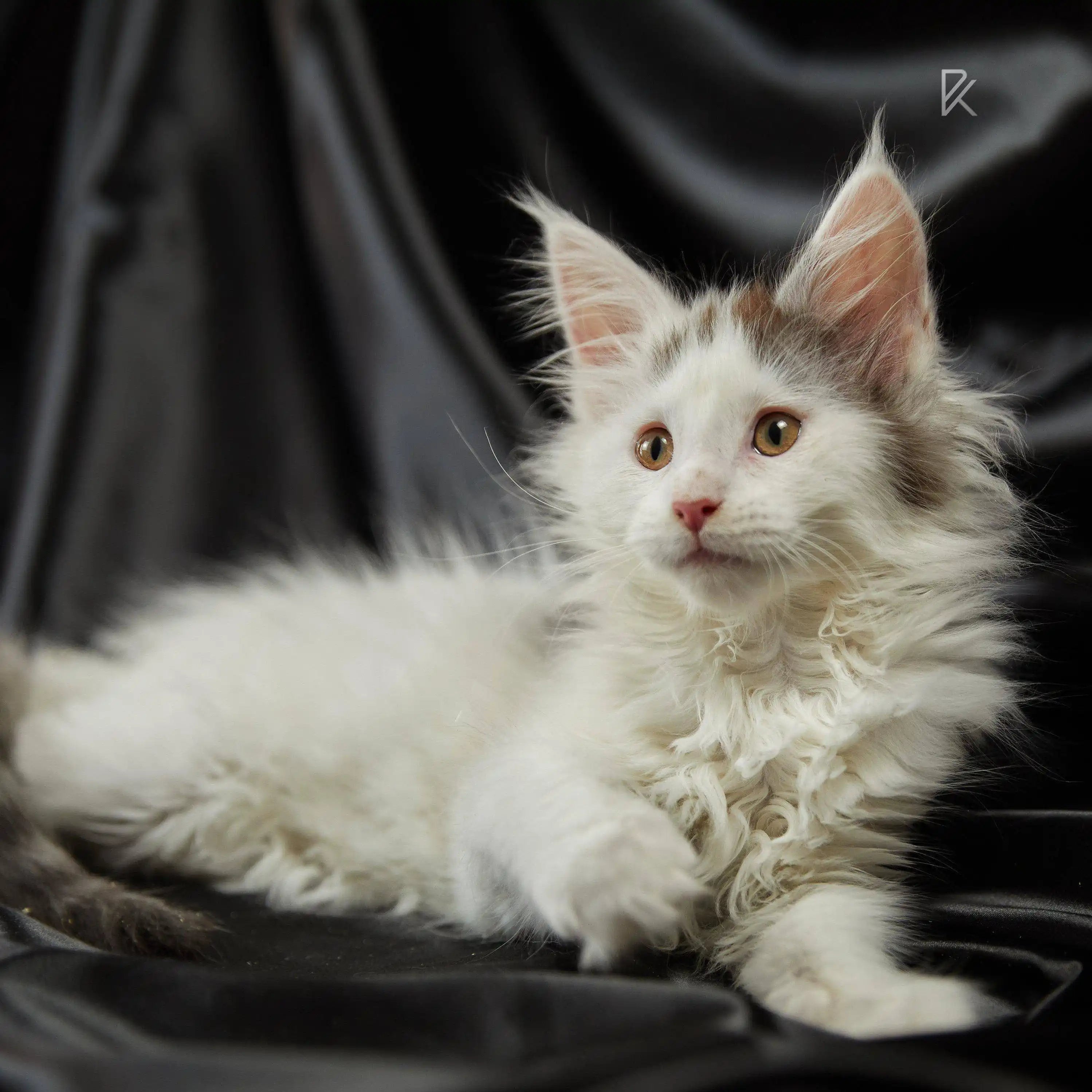 Maine Coon Kittens for Sale Basil | Kitten