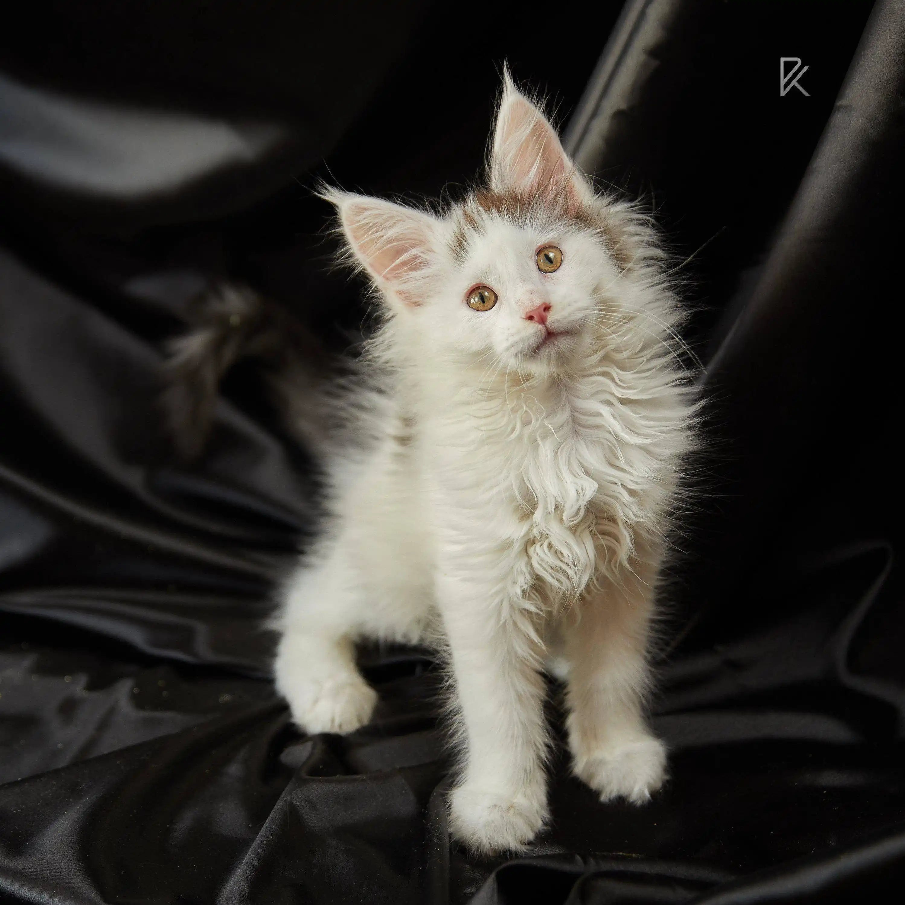 Maine Coon Kittens for Sale Basil | Kitten
