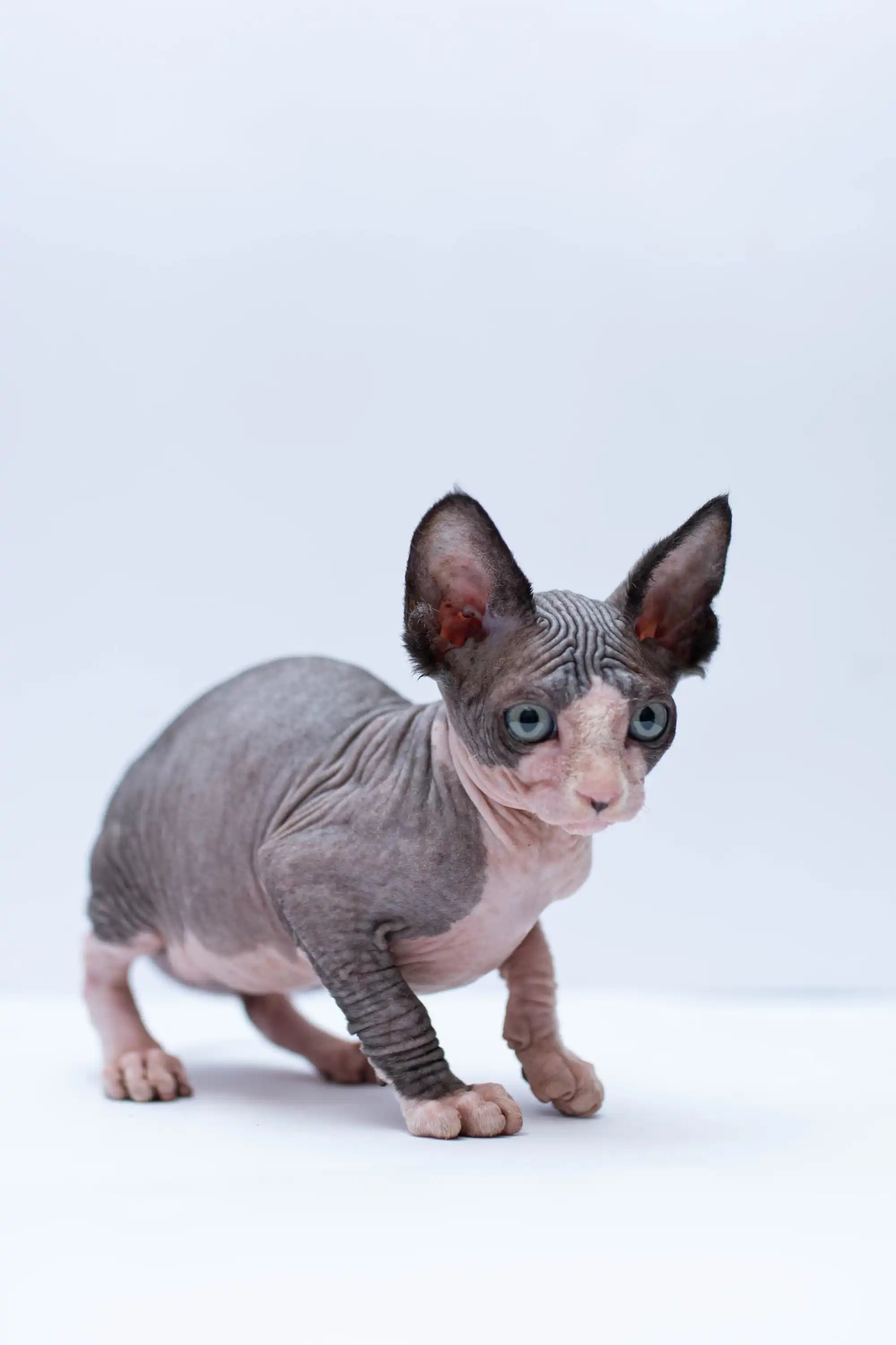 Hairless Sphynx Cats & Kittens for Sale Basil | Kitten