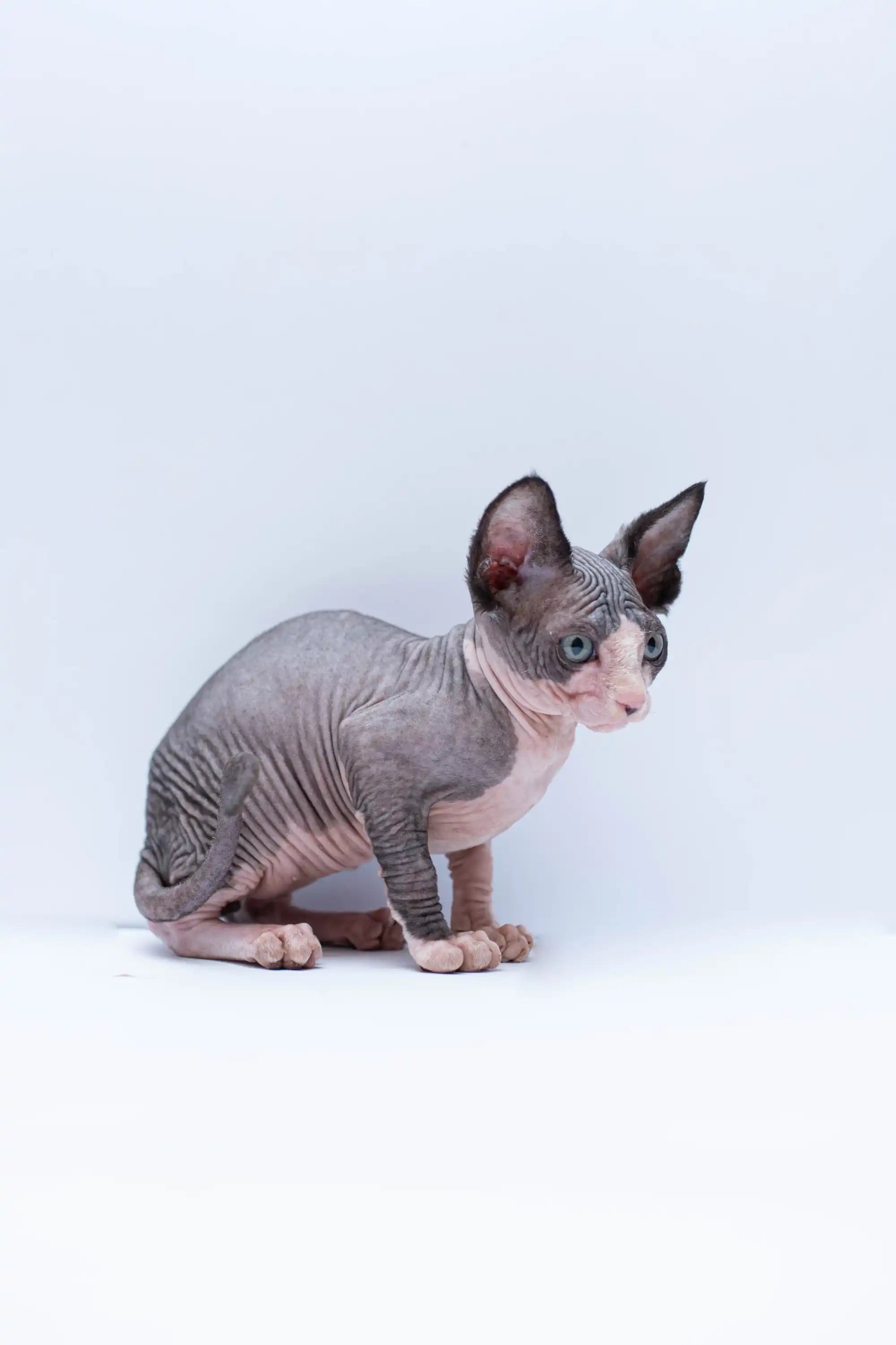 Hairless Sphynx Cats & Kittens for Sale Basil | Kitten