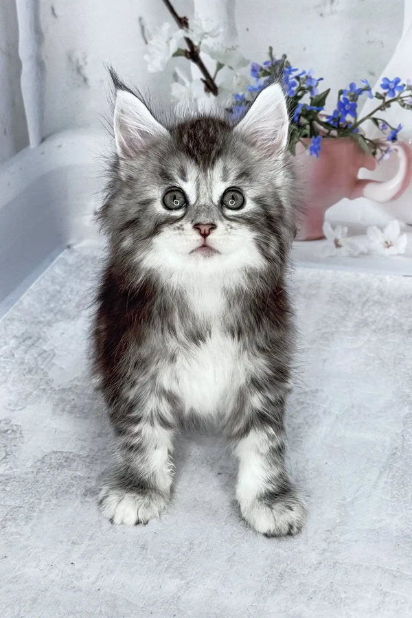 Bassey | maine coon kitten