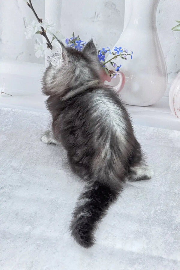 Bassey | maine coon kitten