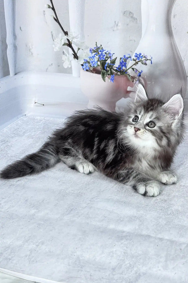 Bassey | maine coon kitten