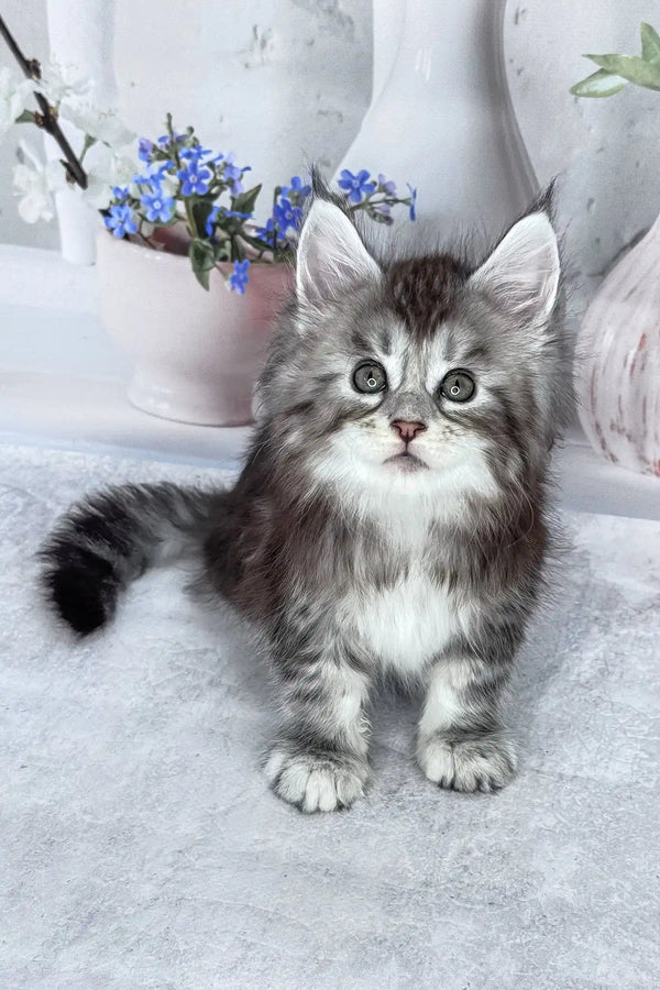 Bassey | maine coon kitten