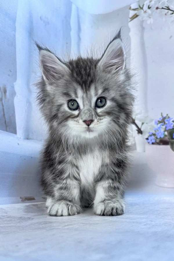 Bassey | maine coon kitten