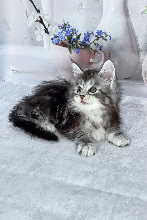 Bassey | maine coon kitten