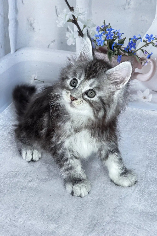 Bassey | maine coon kitten