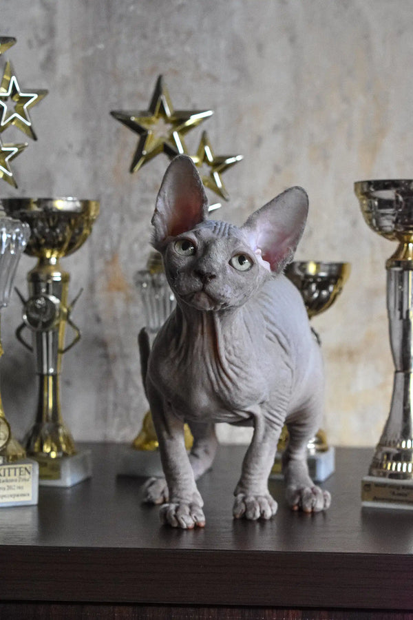 Gray Sphynx cat featured in the Basta Elf Sphynx Kitten product