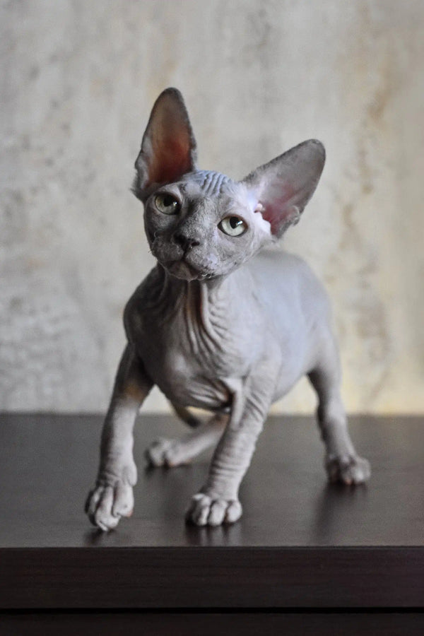 Cute hairless gray Sphynx cat featured in Basta Elf Sphynx Kitten product