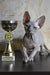 Adorable hairless gray kitten from Basta, the perfect Elf Sphynx companion