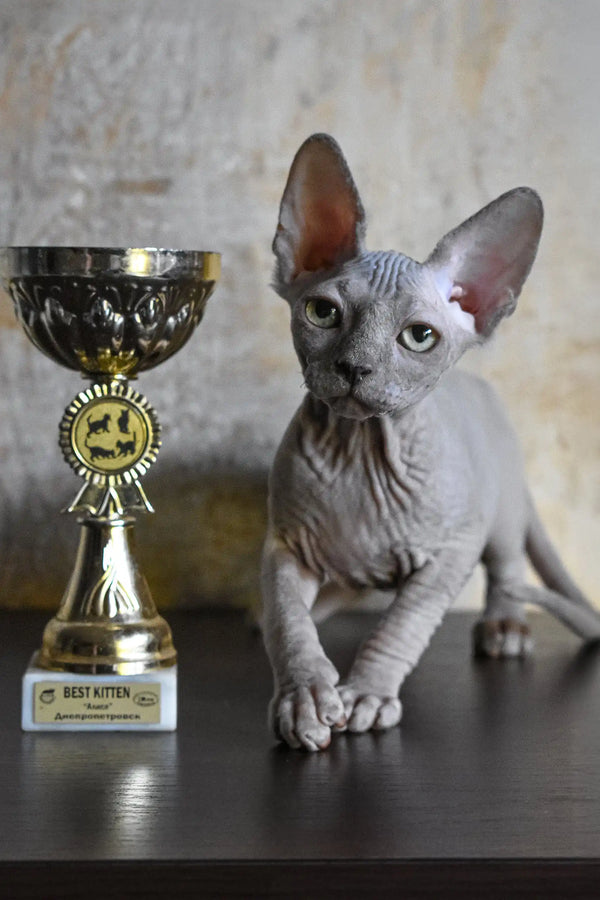 Adorable hairless gray kitten from Basta, the perfect Elf Sphynx companion