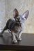 Hairless gray Sphynx cat from Basta Elf Sphynx Kitten product collection