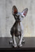 Cute hairless gray Sphynx cat from the Basta Elf Sphynx Kitten collection