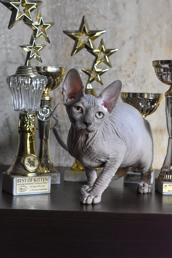 Cute hairless gray cat in the Basta Elf Sphynx Kitten product display