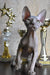 Hairless gray cat in the Basta Elf Sphynx Kitten product display