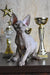 Cute Hairless Gray Cat from Basta Elf Sphynx Kitten collection, perfect for pet lovers